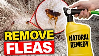 Flea Free Forever: 4 Natural Methods To Stop Fleas NOW!