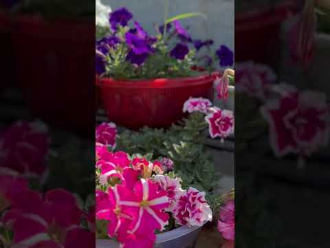 My terrace garden #youtubeshorts #shortsvideo #shortsviral