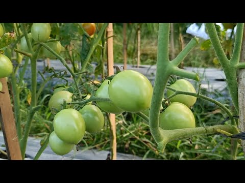 Tips for Removing Tomato Leaves The Fruit Will Double in Size