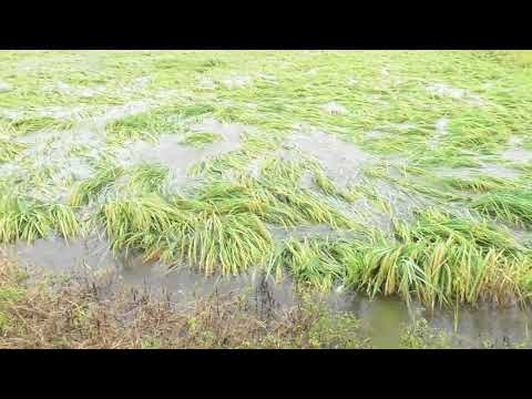 【台風10号の大雨被害】倒伏して水没