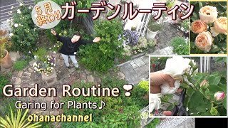 【ガーデンルーティン】お庭の手入れ❕バラの季節５月下旬編🌺Garden Routine! Caring for Plants🌱