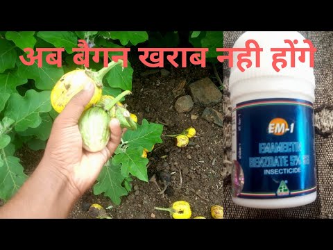 रोग और कीड़ों से बैंगन को कैसे बचाएं | Shoot borer control | Brinjal Farming