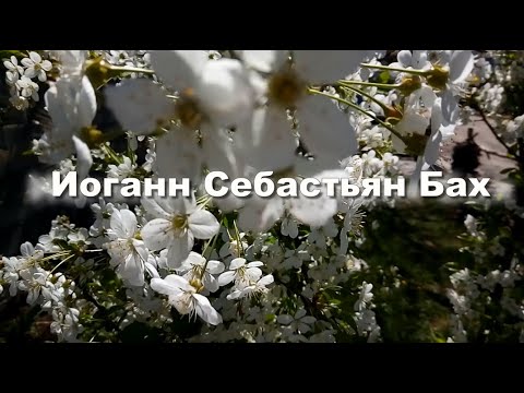 Иоганн Себастьян Бах.   Хоральная прелюдия BWV 639  Музыка для души