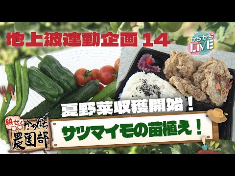 【農園部14】夏野菜がとれ始めた！/秋に向けてサツマイモ植え