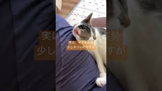 昼下がりのひととき　#short #子猫 #お昼寝