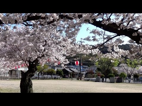 みんなの広場の桜　玉野市奥玉