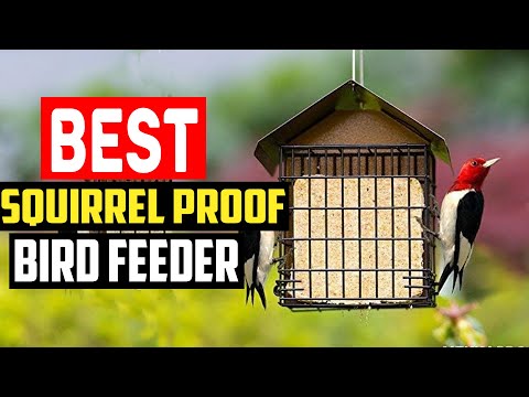 ✅Top 5 Best Squirrel Proof Bird Feeder in 2024