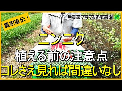 【にんにく栽培】植える前に見て欲しいポイントを完全ガイド！【有機農家直伝！無農薬で育てる家庭菜園】 24/9/19