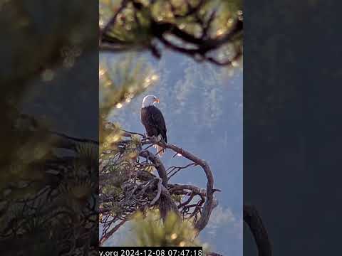 Dec 8, 2024: Shadow flies away from Lookout Snag