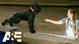 "Rebel" The Giant Schnauzer Lives Up To Her Name With WILD Run | America's Top Dog | A&E