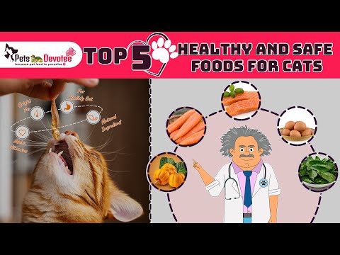 Top 5 Nutritious & Safe Foods Your Cat Will Love | Pets Care Expert