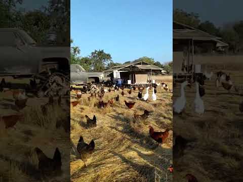 chicken farm #hen #chicken #farming