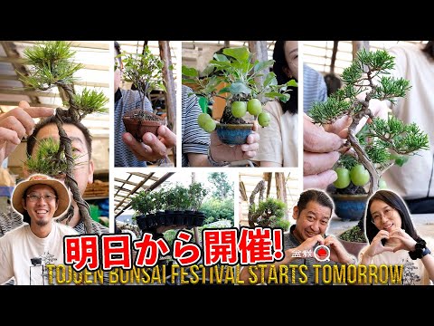 Tomorrow is Tojuen Bonsai Festival! Kimiko participation [Bonsai Q]