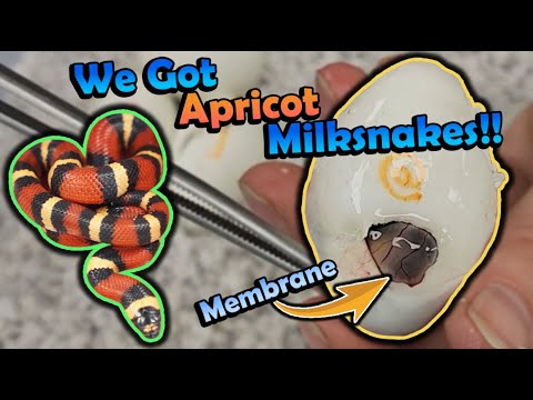 Baby Milksnakes Hatching!!