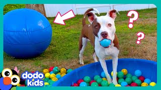 Wait! Where’s My BALL?! | Dodo Kids | Funny Dog Videos