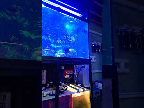 Starting a chemiclean treatment in the 300 gallon