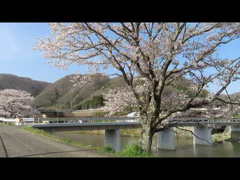 【山野町 桜並木風景 Long編】✨～福山市山野町戸田川桜並木～🎉