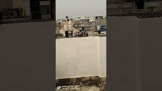 #short video #pigeons #pigeon #birds #pigeonsofinstagram #pigeonlove #bird #birdsofinstagram #pigeon