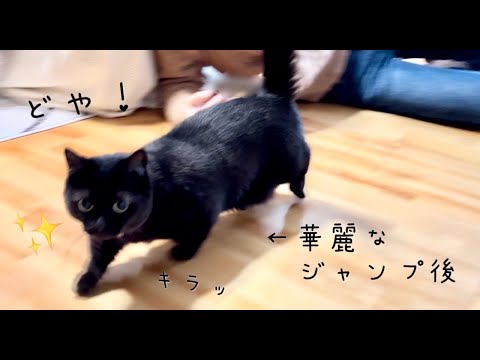 飼い主の上をジャンプして飛び越え、キメ顔を見せる黒猫