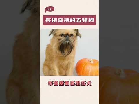 【狗狗冷知識】長相奇特的五種狗