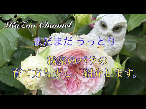 まだまだうっとり、綺麗なバラを紹介します。我家のバラの管理方法も少し説明します。#バラ #トロイメライ ＃ローズ＃Rose