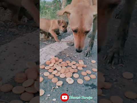 #A dog and her puppies eat biscuits #dog #puppy #puppies