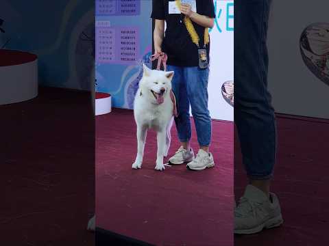 日本秋田犬選美In台北信義區#犬 #dog #秋田犬