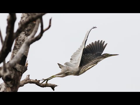 東港鎮的綠簑鷺Butorides striatus（2024 07 15）