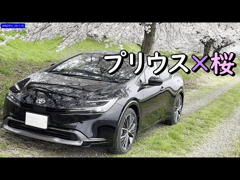 【プリウス×桜】美しくかっこいいクルマと桜のコラボレーション（prius、cherry blossoms）