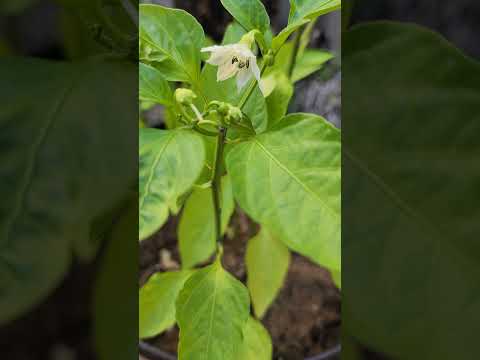 In the garden, the bell peppers are in bloom! Their blooms remind me of a fairy garden! #fairytales