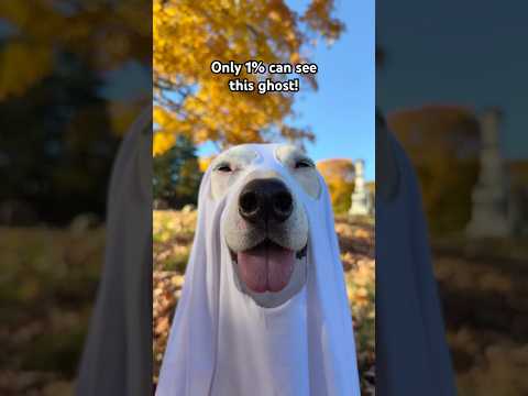 If ghosts aren’t real, EXPLAIN THIS #halloween #ghosts #meme #funny #pets