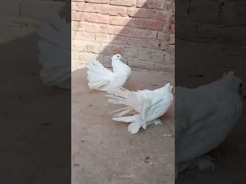 #wirel #fancy #laka #kabootar #youtube #pigeonlover