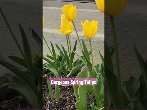 "See What Happens When Spring Blooms: Amazing Tulips!" #shorts #spring #tulips #garden