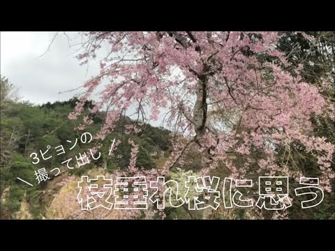 桜が咲き始めたので