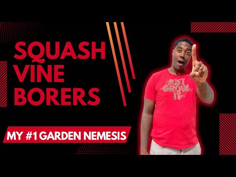 Don't Let Squash Vine Borers Wreck Your Garden