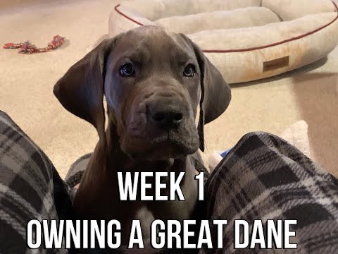 Owning a Great Dane Week 1