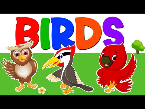 Learn About Birds | Birds Names | Educational Video For Kids and Toddlers