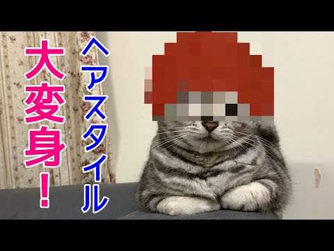 猫が髪型を変えるとおかしかった！関西弁おしゃべりペット