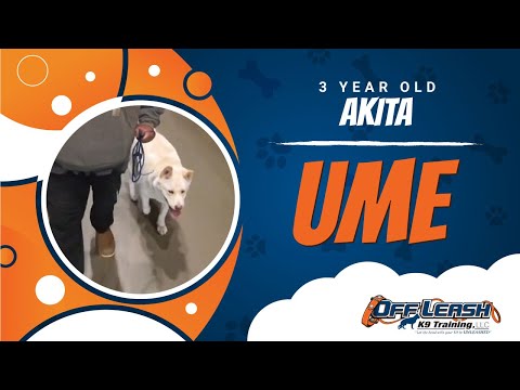 Akita, 3 Years Old, Ume | Best Dog Trainers Northern VA, | Off Leash K9