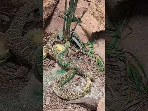 Twin Diamond-backed Rattlesnakes🐍🐍