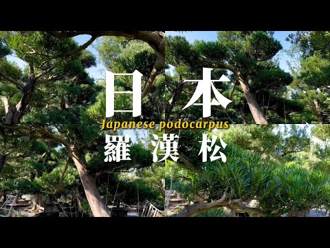 日本羅漢松 |景觀設計施工 #台灣銘園 #台灣銘園園藝事業有限公司 #景觀設計