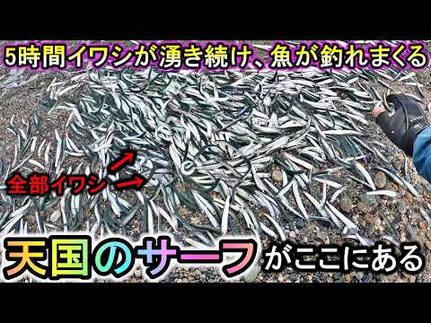 異常な数のイワシが打ち上がり、良型が5時間以上釣れ続ける天国のサーフに辿り着いた‥【2024新潟遠征】