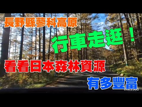 長野縣蓼科高原行車走逛，看看日本森林資源有多豐富！