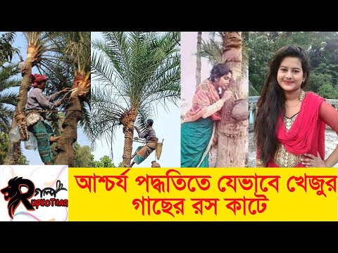 আশ্চর্য পদ্ধতিতে যেভাবে খেজুর গাছের রস কাটা হয় | Khejurer Rosh | Jessore | Rupkothaar Golpo