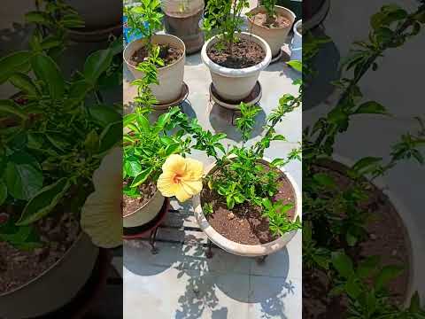 Colourful flowers in my terrace garden 🌺🌺😊🌹🌹🌹🏡 #flowers #garden #terracegarden