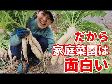 【何コレ!?珍野菜】スーパーでは並ばない大根が畑で採れた！これやけん家庭菜園は面白い！