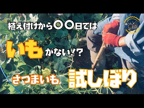 【さつまいも】植え付けから６０日から１２０日のサツマイモを試しぼりしてみた結果が衝撃的過ぎた。。【さつまいも収穫のタイミング】