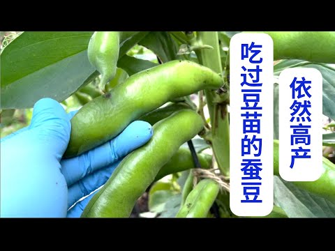 吃了豆苗的蚕豆依然高产。#《梅园》家庭有机种植系列