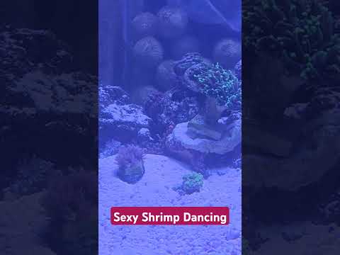 Sexy Shrimp Grazing #reef #saltwateraquarium #shrimp #coralreefaquarium #coral #coralreef #anime