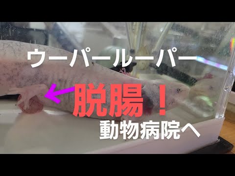 【ウーパールーパー脱腸】病院で整復